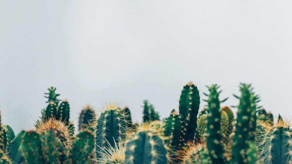 Spikey cactus