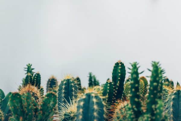 Spikey cactus